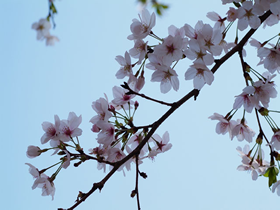 桜